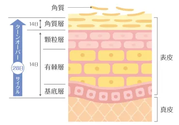 肌のターンオーバーと老化について 