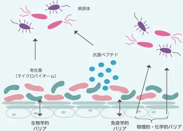 マイクロバイオームと生体模倣水 