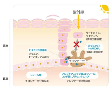 美白に有効な成分とは？種類や効果・代表的な成分を紹介 