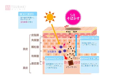 美肌を叶えるビタミンCの力とは。効果的な摂取方法もご紹介します 