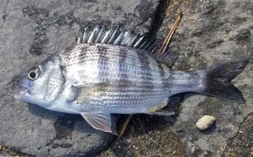 堤防での前打ち釣りでチンタ（クロダイ）を連打【静岡・新居海釣り公園】 