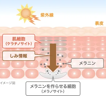 美白有効成分トラネキサム酸