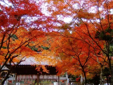 鍬山神社の紅葉(京都府) 