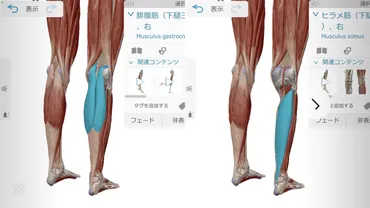 ふくらはぎの2種類の筋肉のストレッチ方法【腓腹筋・ヒラメ筋】#303 