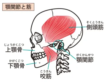 咬筋ガチガチで硬すぎる！自分でほぐすには？マッサージは逆効果って本当？ 