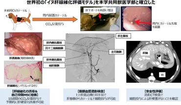 肝細胞研究会：自己完結型肝硬変再生療法（培養自己骨髄間葉系幹細胞肝動脈投与療法）