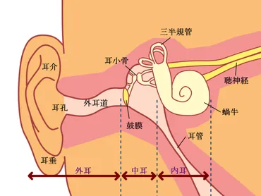 乗り物酔いなどが起きる原因は三半規管かも？三半規管を鍛える平衡感覚トレーニング