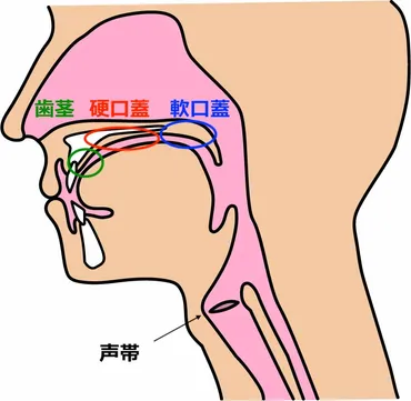 サ行の滑舌を練習しよう【さ行の発音は舌の位置が最重要】