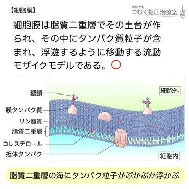 細胞膜の流動モザイクモデルって、実際どうなってるの？細胞膜の構造と機能とは！？