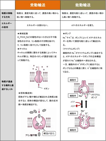 受動輸送と能動輸送、チャネルとポンプの違いは？【生体物質と細胞】