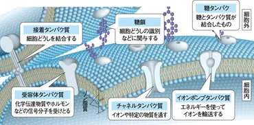 実は多機能、細胞膜