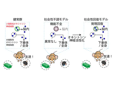オキシトシンは自閉症の救世主？社会性改善への期待と課題自閉症治療の新たな希望とは！？