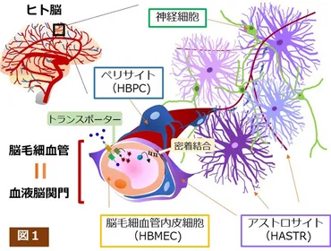 薬物の脳到達に関わる課題」を解決し、中枢神経系疾患治療薬開発の加速を目指す産学共同研究がスタート