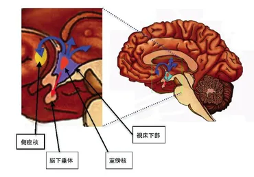 自閉症の治療薬は？― オキシトシンの可能性 ― 