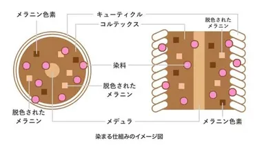 白髪染めの仕組み