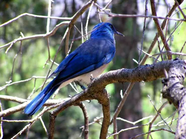 青い鳥症候群とは？もし、自分が「青い鳥症候群」かもと思ったら… – カウンセラーライフ