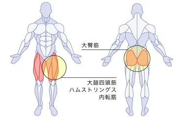 ブルガリアンスクワットはきついが効果的！正しいやり方と鍛えられる下半身の筋肉を解説