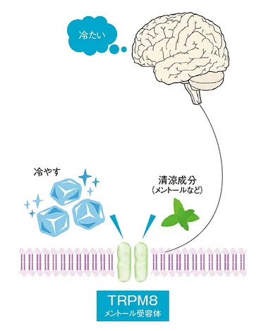 夏の暑さ対策は万全？コスメと清涼アイテムでクールダウン？五感を刺激する！夏の快適さを追求した最新情報