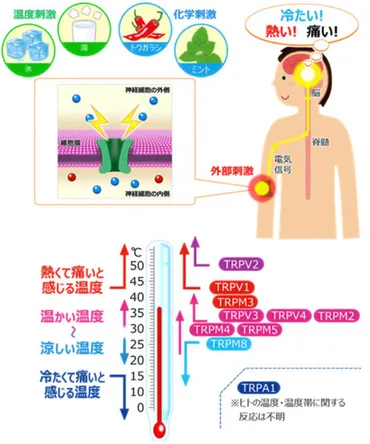 真夏のひんやり感には「ミント」がおすすめ！秘密は冷感センサー？