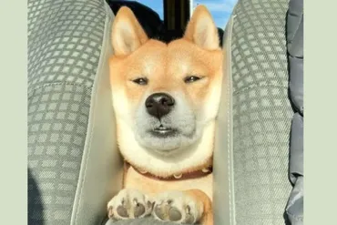 犬って、おもしろい】犬のおもしろ・かわいい記事一覧。