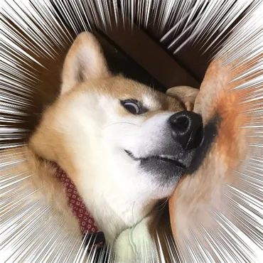 愛くるしさ満点愛犬たちのおもしろ可愛い画像で癒される♪