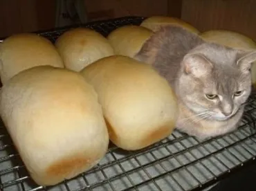 腹がよじれるおもしろ猫画像15選