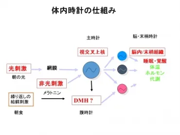 ノーベル賞で話題の「体内時計」は「時間栄養学」でコントロール–早稲田ウィークリー