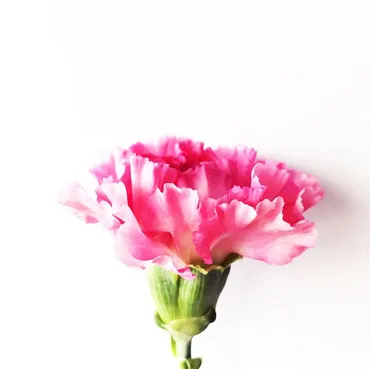 カーネーションの花言葉