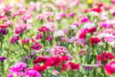 カーネーションの育て方】母の日に贈る花として人気のカーネーション植え替えやお手入れ方法をご紹介