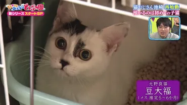 猫おじさん″サンシャイン池崎の保護猫預かりボランティア再始動