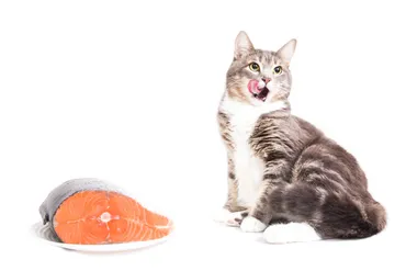 猫の食事の疑問を解決！猫が喜ぶご飯、安全な食べ物って？猫のご飯選びの決定版！手作りご飯からおやつまで、安全な食生活をサポート