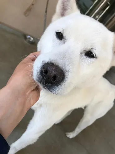 犬猫・移動先募集】センター(柏市)収容(訪問)青空☆お日さま☆笑顔