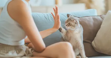 猫もトレーニングできる?「もちろんできます」オテする猫にハートを射抜かれて