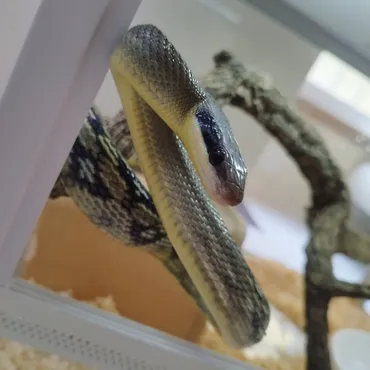 スジオナメラについて見つけたら是非迷わず飼育をオススメします!、輸入が制限された珍ヘビ、スジオナメラの魅力と飼育方法を紹介