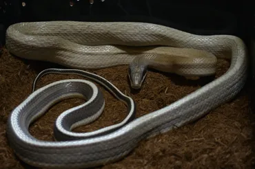 マレースジオの飼育と繁殖