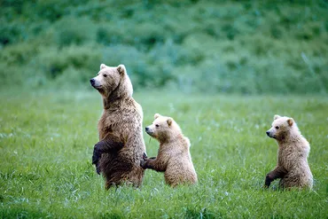 星野道夫がクマの写真で伝えたかった事急死から年、妻の思い北海道：朝日新聞