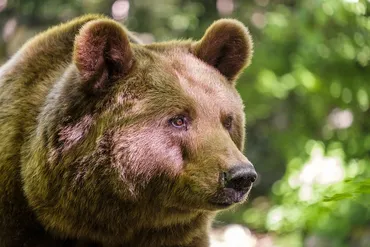 ヒグマ事件簿『星野道夫ヒグマ襲撃事件』人気番組ロケ中の悲劇！