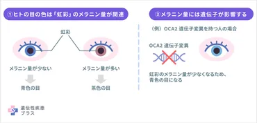 日本人の目の色って何色？ 遺伝子と珍しい色について解説！(？)日本人の目の色の多様性と遺伝的背景を探る