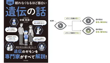 目の色は複数の遺伝子によって決められている【眠れなくなるほど面白い図解遺伝の話】