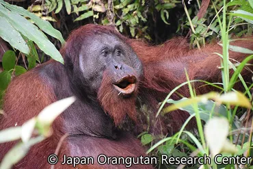 オランウータン、絶滅の危機？私たちができる自然保護とは？写真、パーム油、森林破壊…オランウータンを取り巻く現状