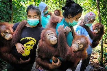 危機に直面する「森の人」オランウータン保護に寄り添い続けたフォトグラファー:朝日新聞+