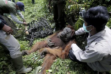パーム油のために生息地を燃やされているオランウータンインドネシア
