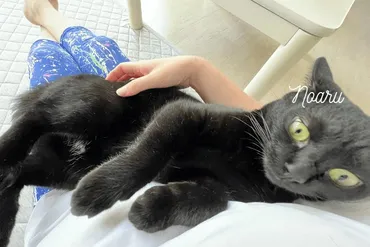 黒猫の名前はどう決める？おしゃれで可愛い名前を見つけよう！愛猫の名前、何にする？黒猫にぴったりの名前を見つけよう！