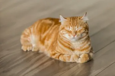 幸せを呼ぶ猫の名前一覧。縁起が良い和風・洋風の名前と意味を紹介