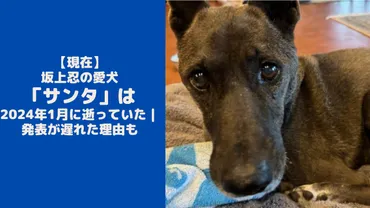 現在】坂上忍の愛犬「サンタ」は2024年1月に逝っていた