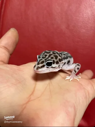 ヒョウモントカゲモドキ『寅吉』の魅力を紹介🦎