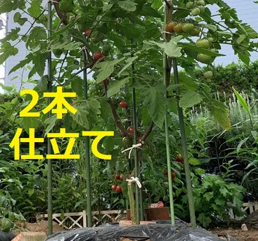 ミニトマト】1本の苗を2本仕立てにして収穫量を倍増する方法