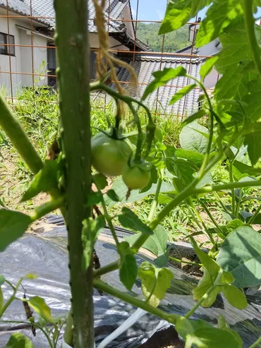 脇芽から育てたトマトに実がつきました！ 