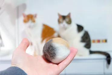 猫の抜け毛対策！快適な猫ライフを支える100均グッズとブラッシング術とは？猫の毛問題、100均グッズとブラッシングで解決！