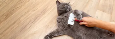猫用ブラシの選び方